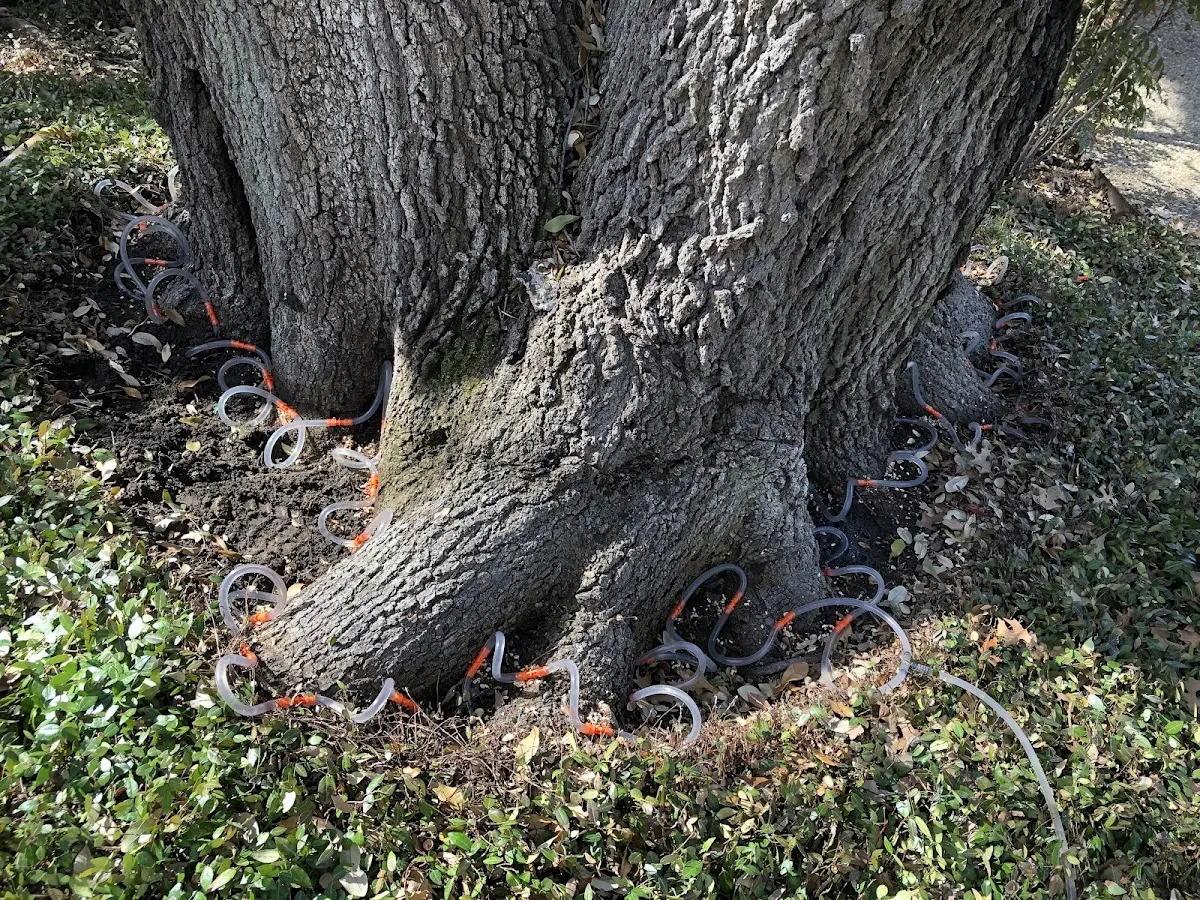 Detailed Tree Cabling and Bracing job site in Beecher Falls